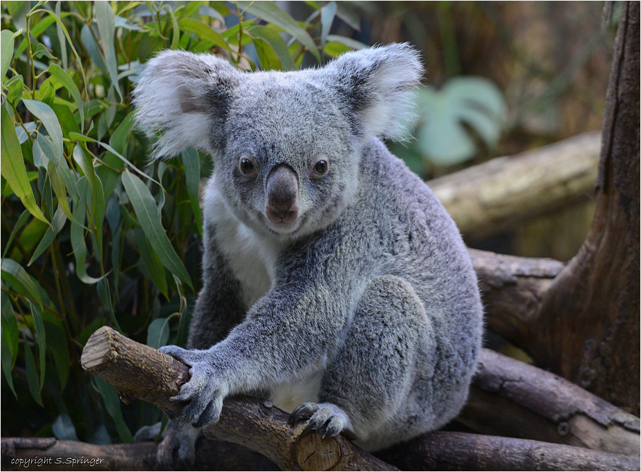 Bei Koalas zu Besuch.....