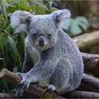 Bei Koalas zu Besuch.....