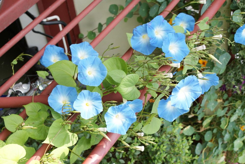 Bei Krausi im Garten