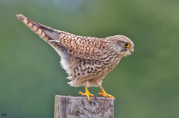       Bei Kumpel Axel haben die Greife Namen ?