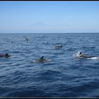 Bei La Gomera (Valle Gran Rey 2014)