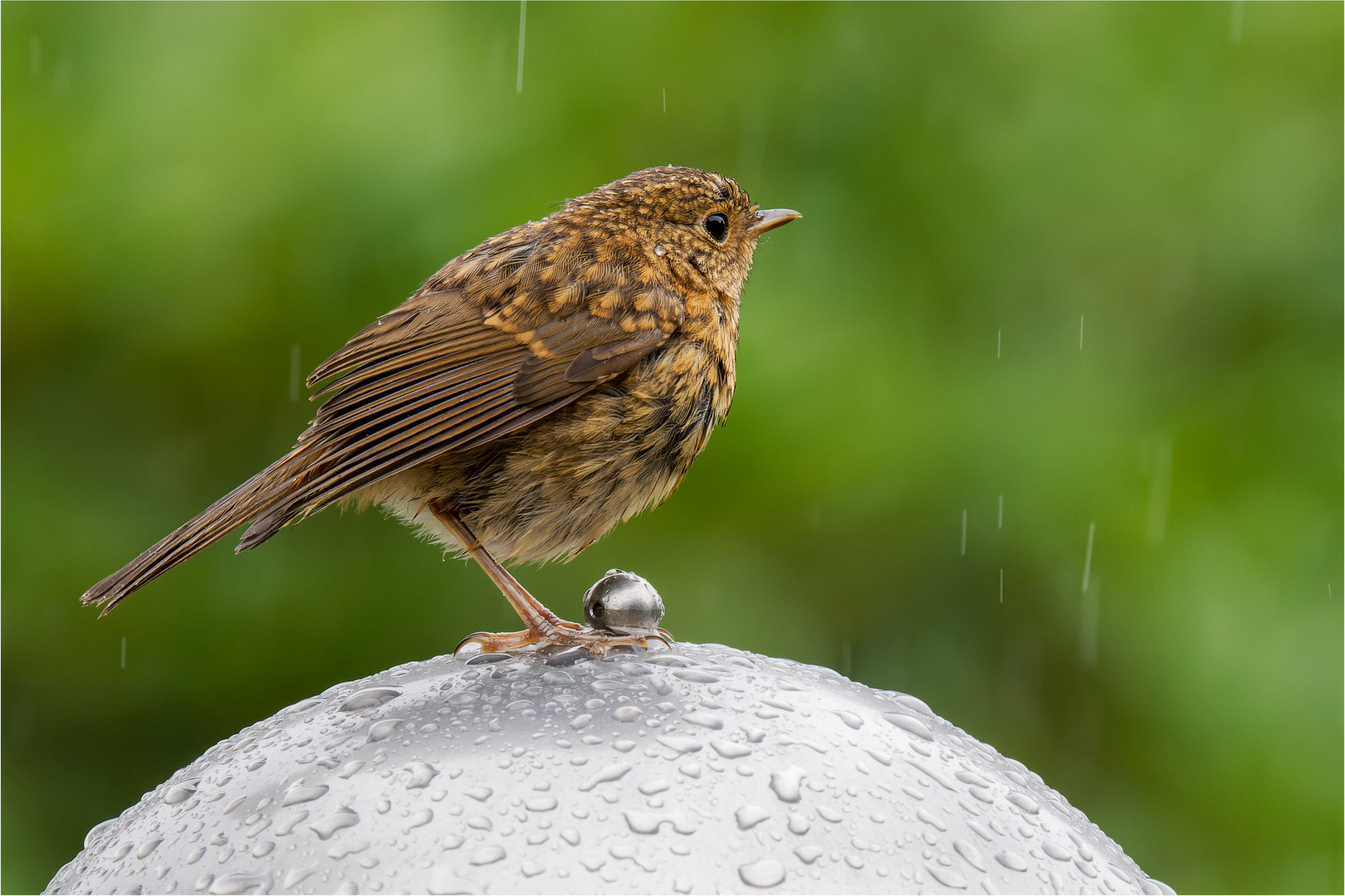 bei leichtem Nieselregen .....