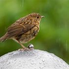 bei leichtem Nieselregen .....