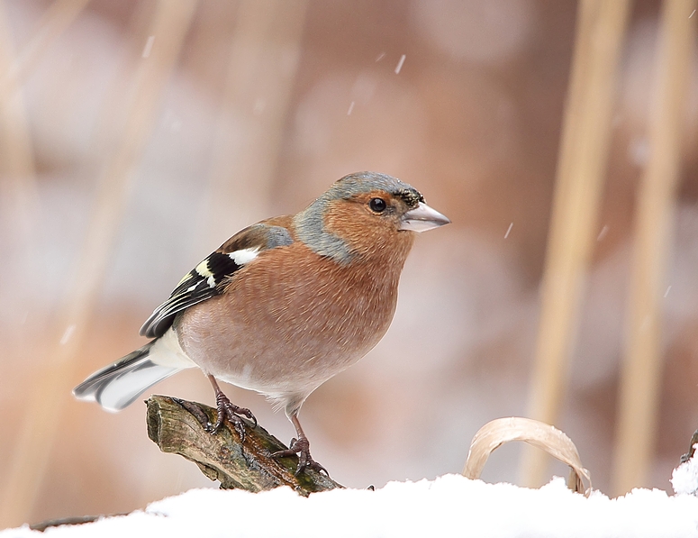 Bei leichtem Schneefall, Buchfink (Fringilla coelebs)