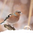 Bei leichtem Schneefall, Buchfink (Fringilla coelebs)