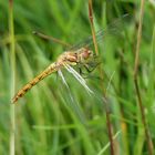 Bei leichtem Wind