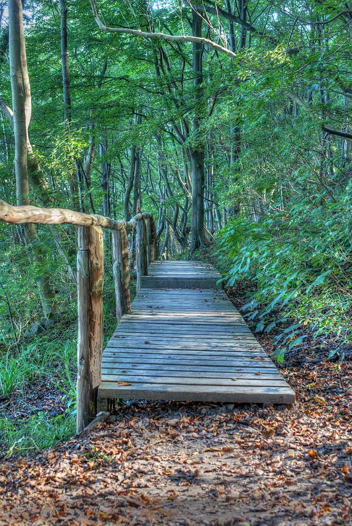 bei Lohme auf Rügen auf dem Weg zum Kreidefelsen