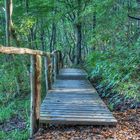 bei Lohme auf Rügen auf dem Weg zum Kreidefelsen