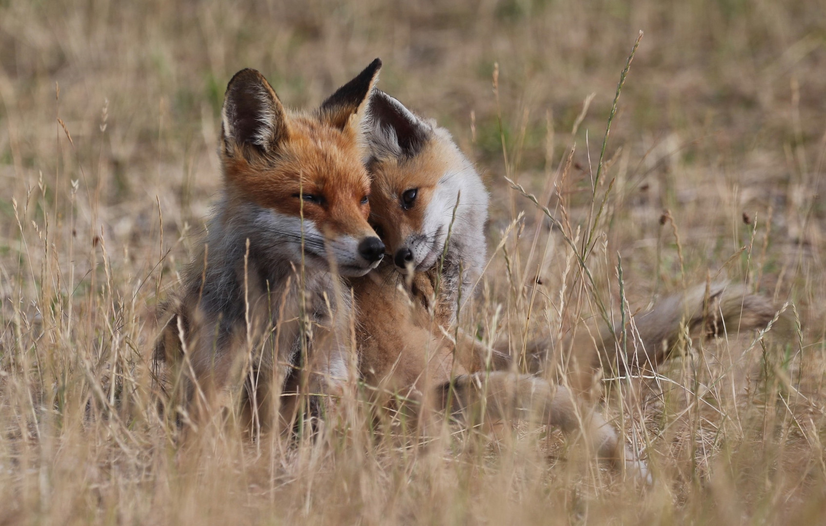 Bei Mama…