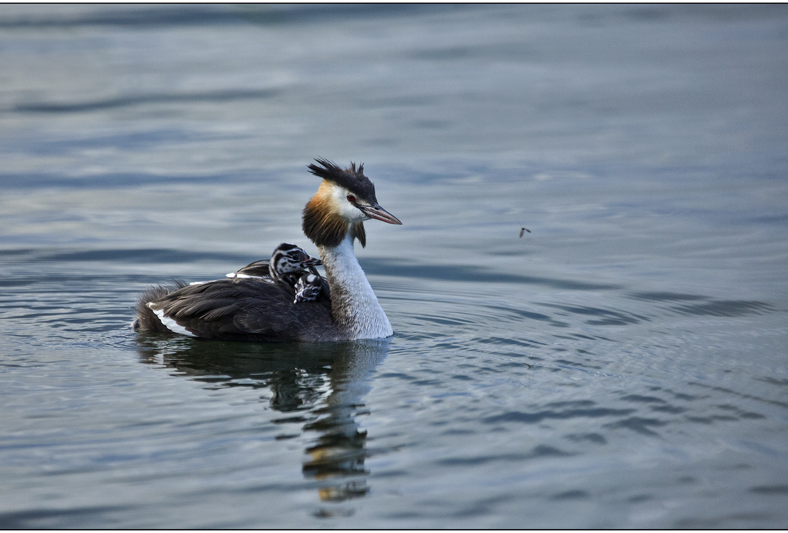 bei mama