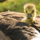 bei Mama ist am schönsten.....