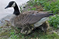 Bei Mama ist es am schönsten!