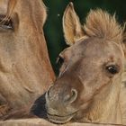 Bei Mama ist es am Schönsten