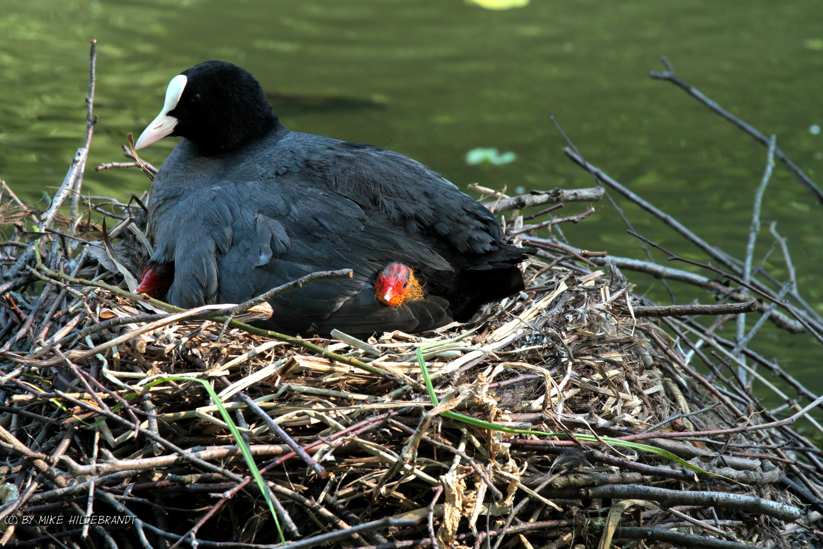 bei Mama ist es am schönsten