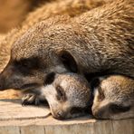 Bei Mama ist es immer am schönsten