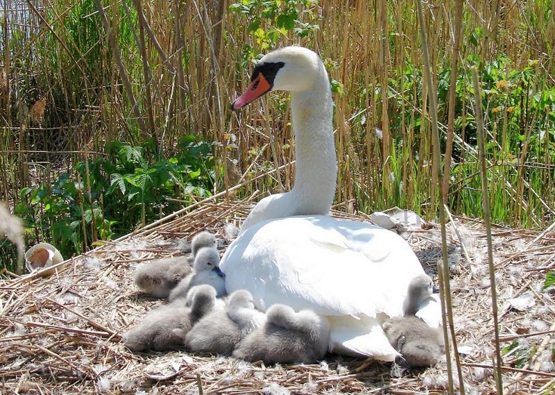 Bei Mama ist es kuschelig, da bleib ich noch...