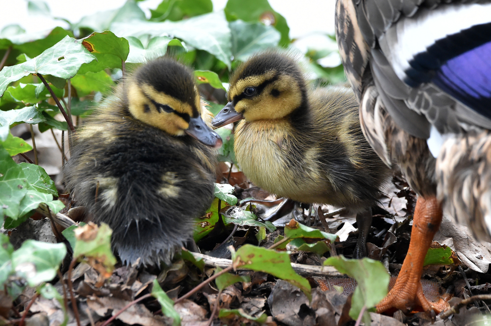 Bei Mama ist es sicher