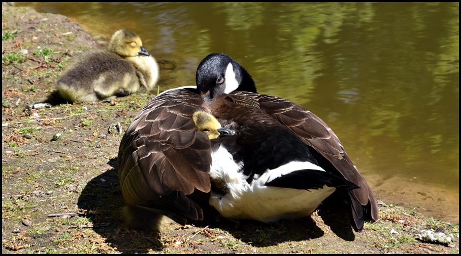 Bei Mama ist´s am schönsten !!!