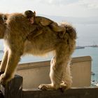 Bei Mama ist's am schönsten!