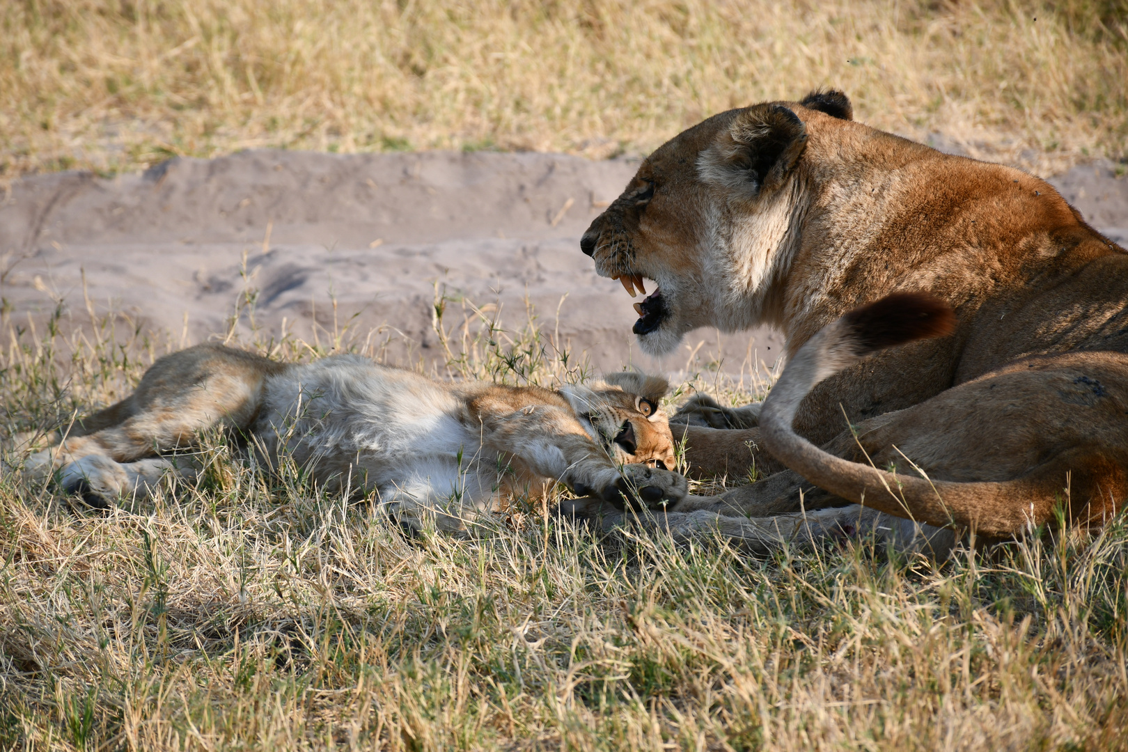 Bei Mama.Botswana , Okavango Delta, Third Bridge