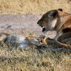 Bei Mama.Botswana , Okavango Delta, Third Bridge