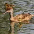 "Bei Mami bin ich sicher ...."