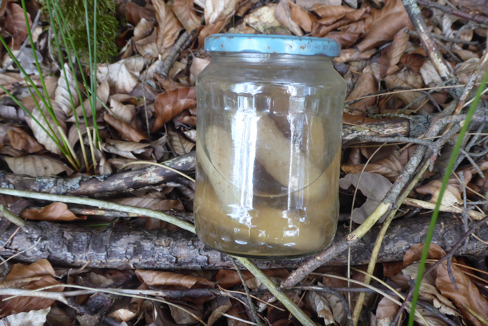 Bei manchen wachsen Pilze im Wald....