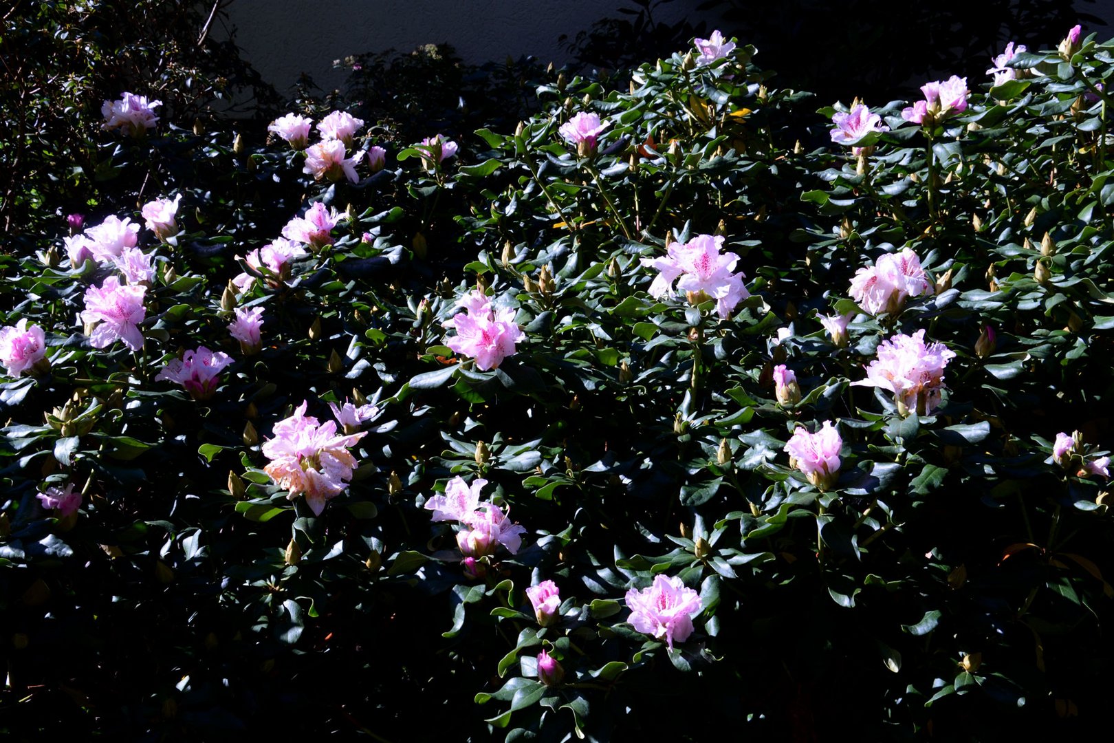 Bei meinem Rododendron schlagen noch immer mehr Blüten aus