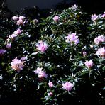 Bei meinem Rododendron schlagen noch immer mehr Blüten aus