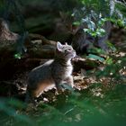 bei meinen Lieblingen im Nationalpark Bayerischer Wald