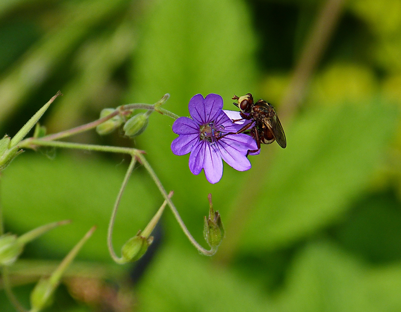 Bei meiner Größe brauch ich auch nur eine Miniblüte 