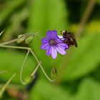 Bei meiner Größe brauch ich auch nur eine Miniblüte 