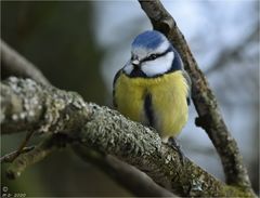 Bei meiner heutigen Vogelzählung ...