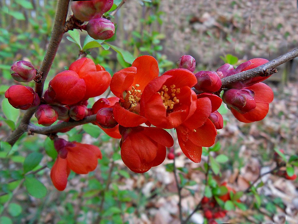 Bei mir blühen die Zierquitten Foto & Bild | pflanzen, pilze & flechten ...
