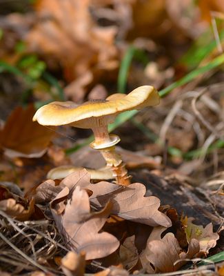 Bei mir gibt es heute Pilze