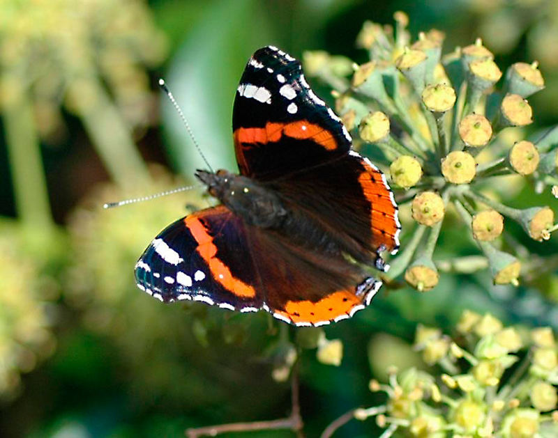 bei mir im Garten