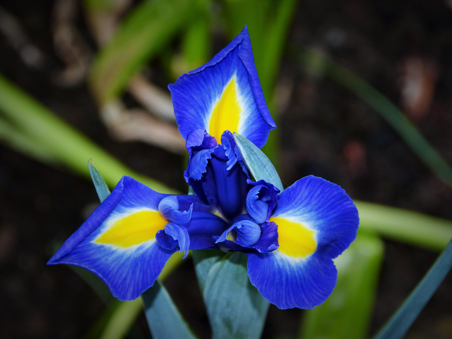 bei mir im Garten