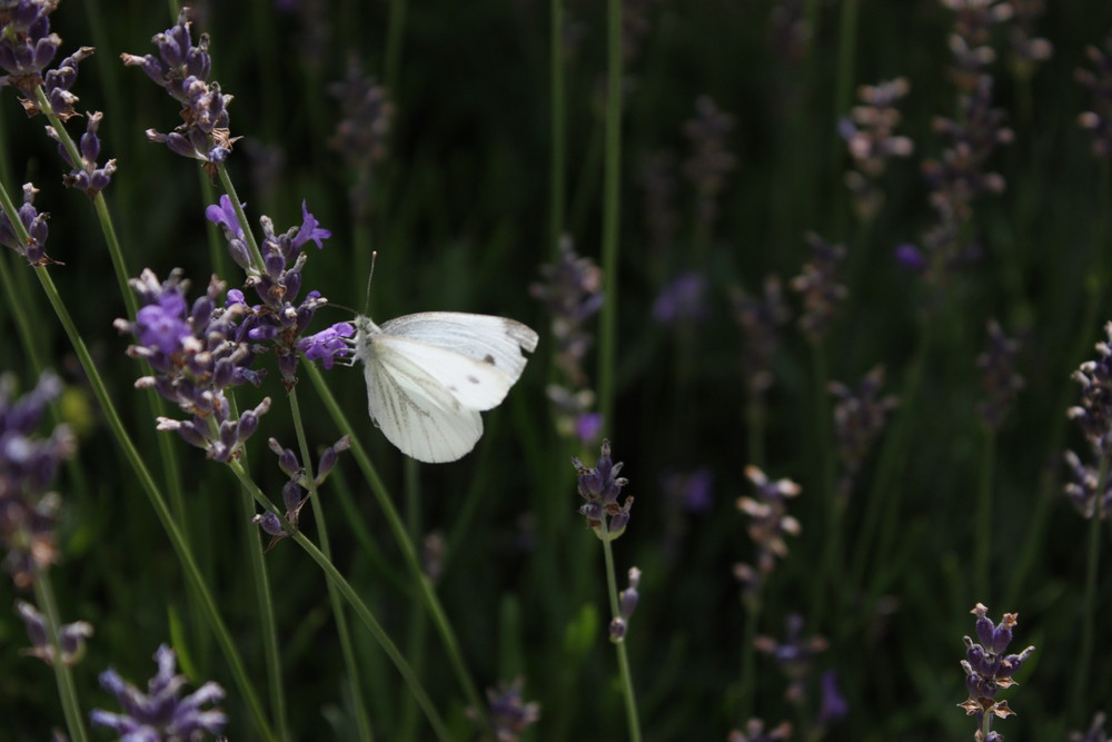 Bei mir im Garten