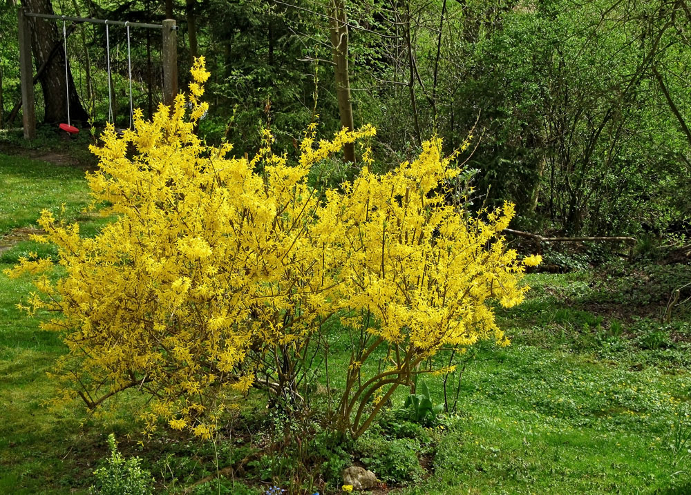 Bei mir im Garten