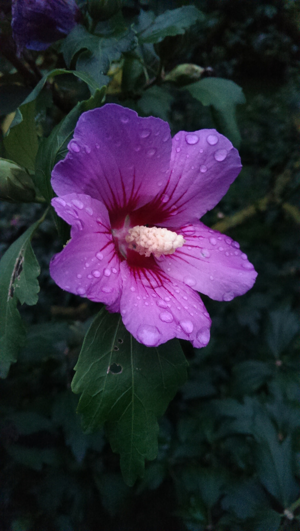 bei mir im Garten aufgenommen!