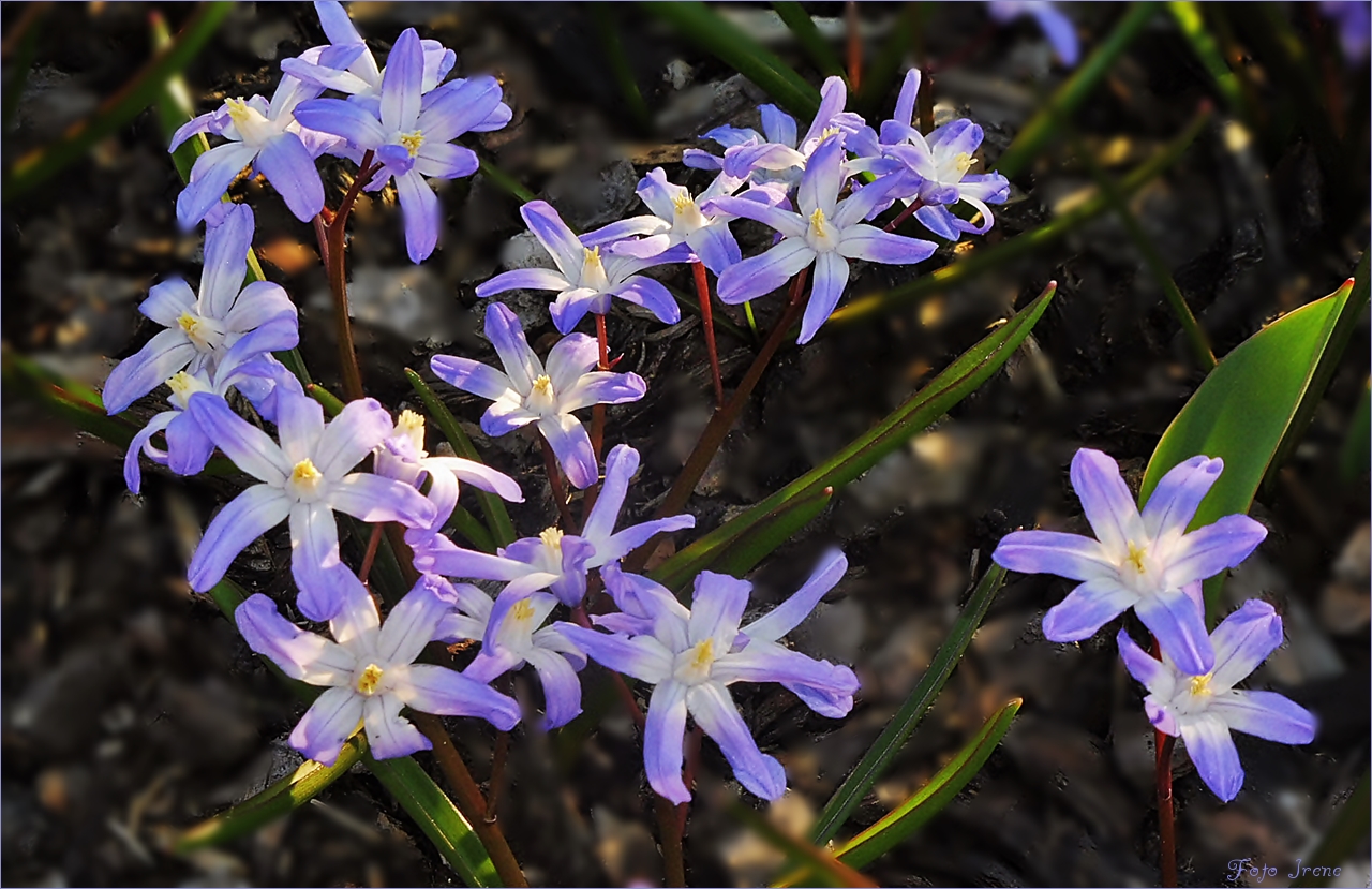 bei mir im Garten blühen jetzt überall die blauen Sternchen