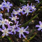 bei mir im Garten blühen jetzt überall die blauen Sternchen