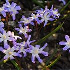 bei mir im Garten blühen jetzt überall die blauen Sternchen