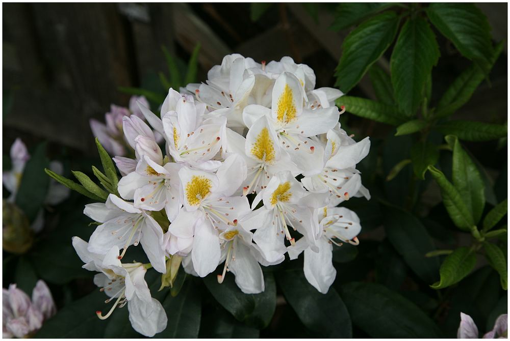 Bei mir im Garten blüht der Rhododendron