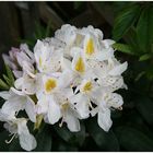 Bei mir im Garten blüht der Rhododendron