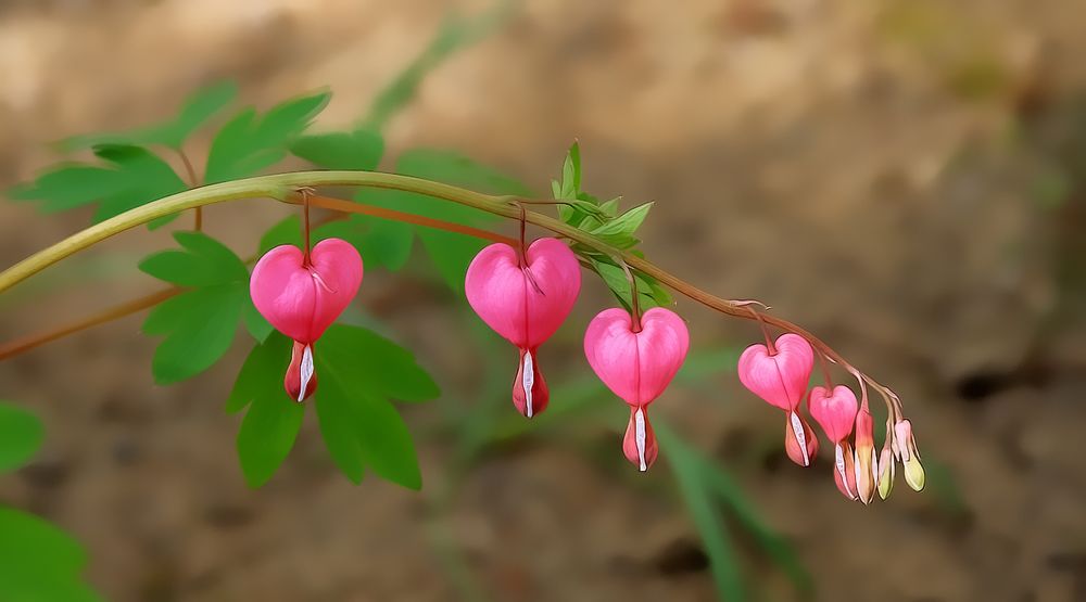 bei mir im Garten