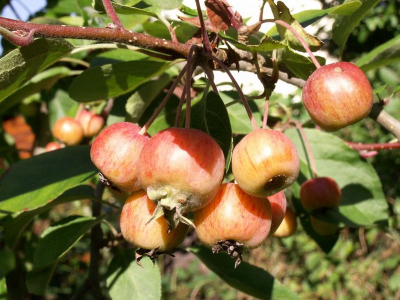 Bei mir im Garten, im Reich der Kobolde und Zwerge...