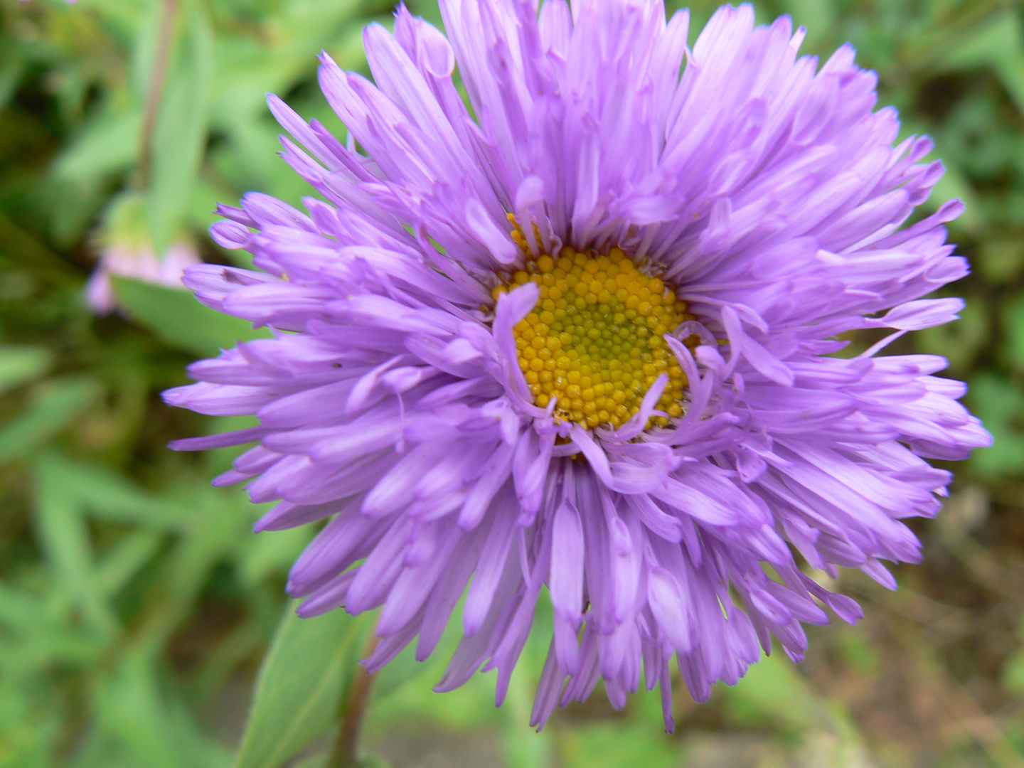 Bei mir im Garten im Sommer