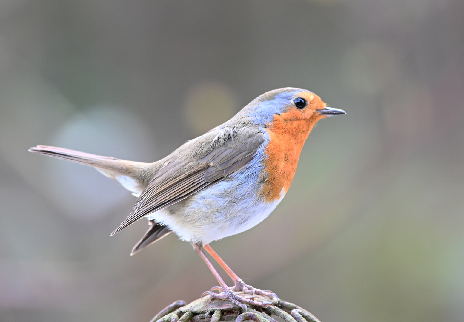 Bei mir im Garten mit Sigma 150-600 C