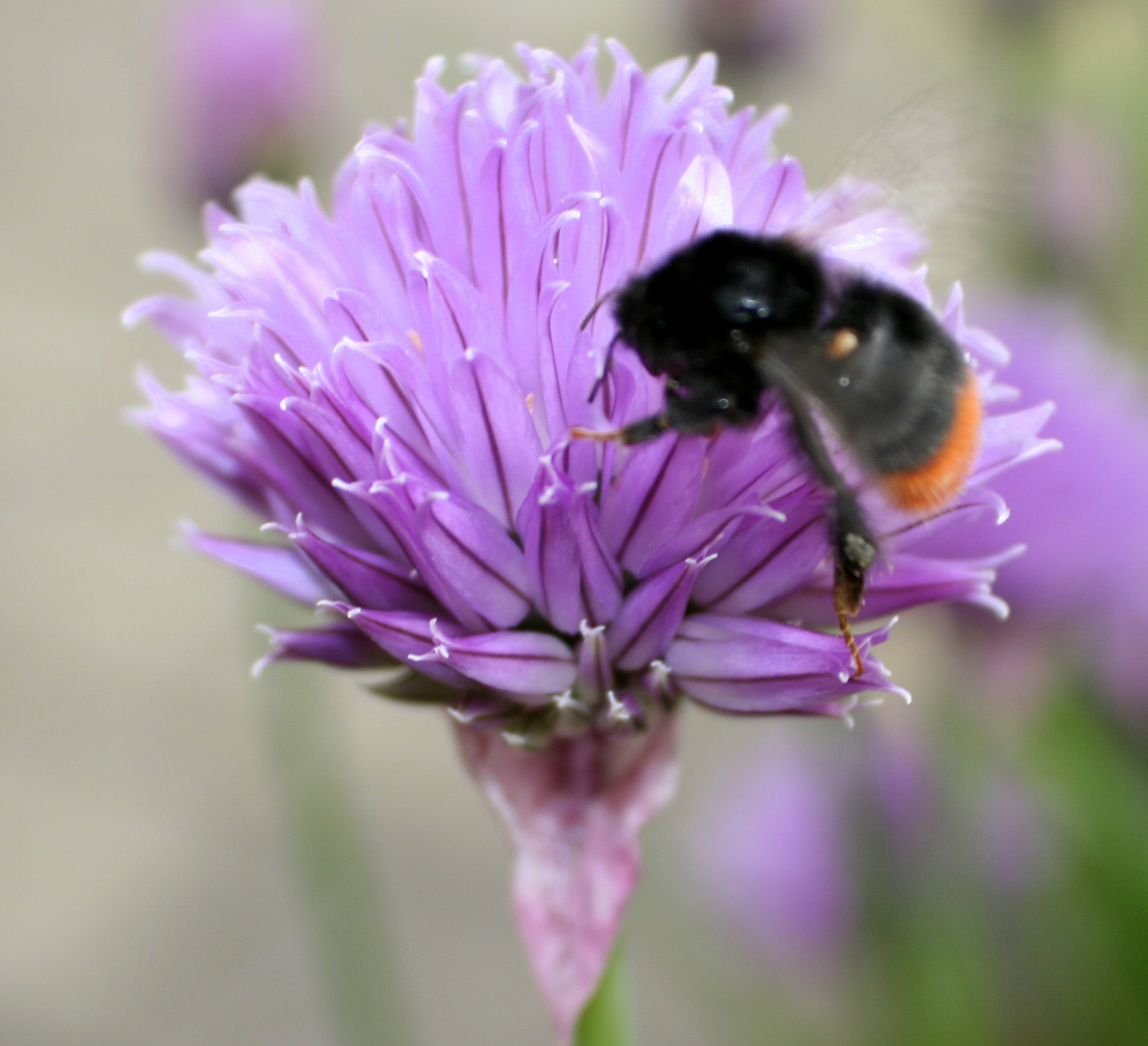 bei mir im Garten ... wenigstens eine die fleissig ist :-)